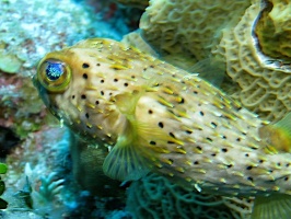 098 Balloonfish IMG 6059